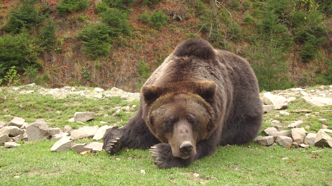 棕熊躺在石质空地上视频下载