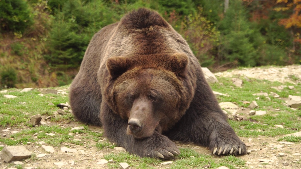 悲伤的野熊躺在草地上视频下载