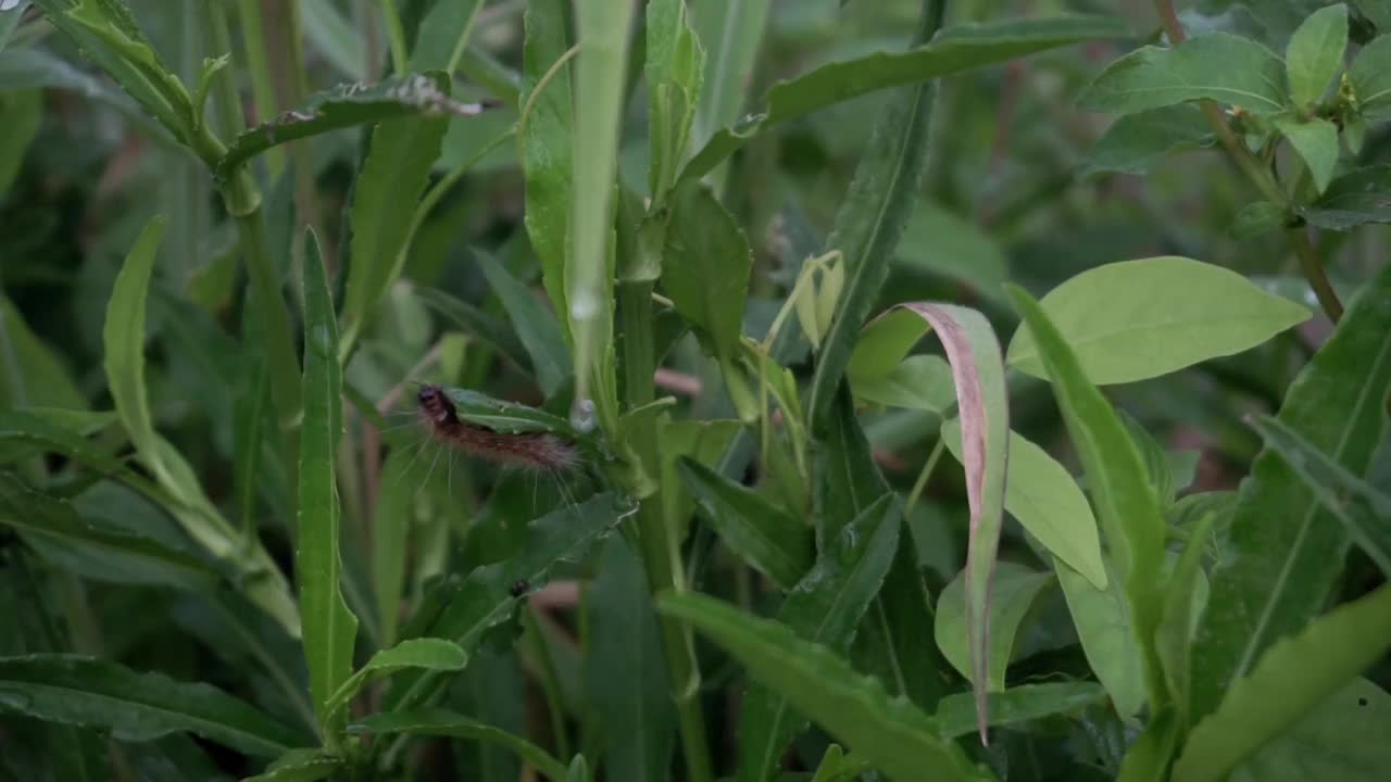 近距离拍摄毛茸茸的毛毛虫休息在绿色的叶子之间的植物在大自然中视频素材
