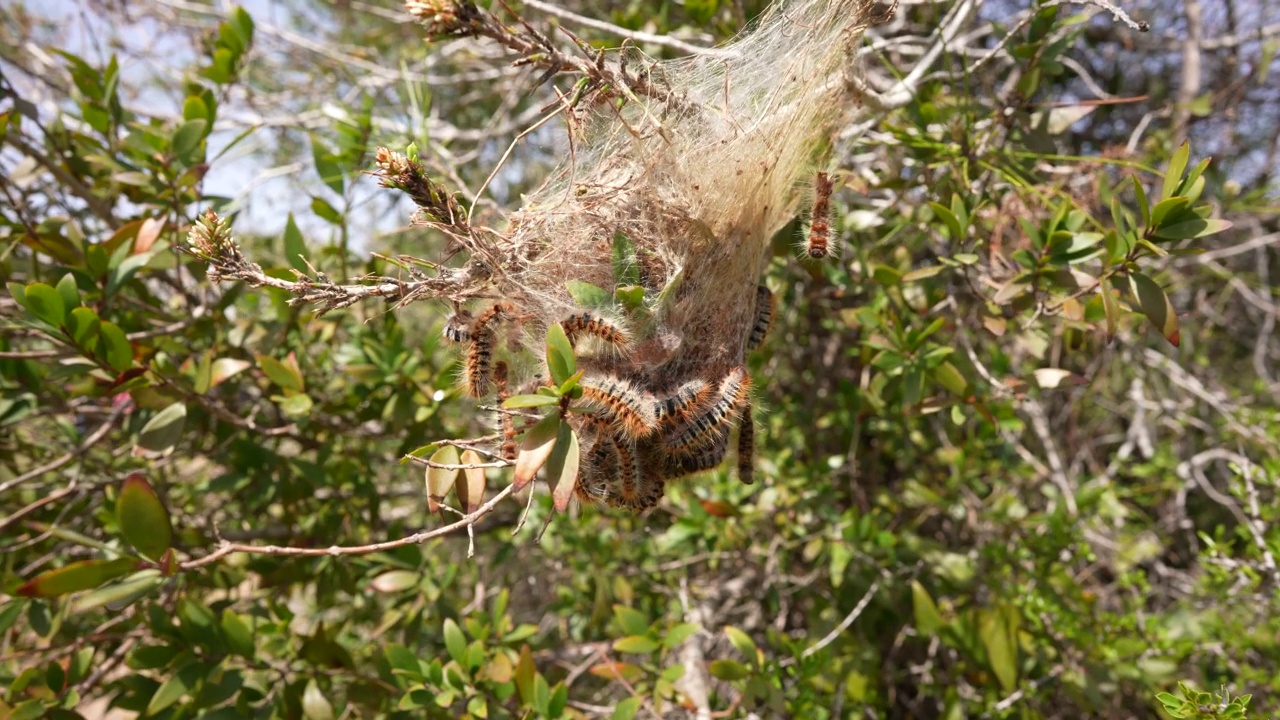 松林毛虫的巢视频素材