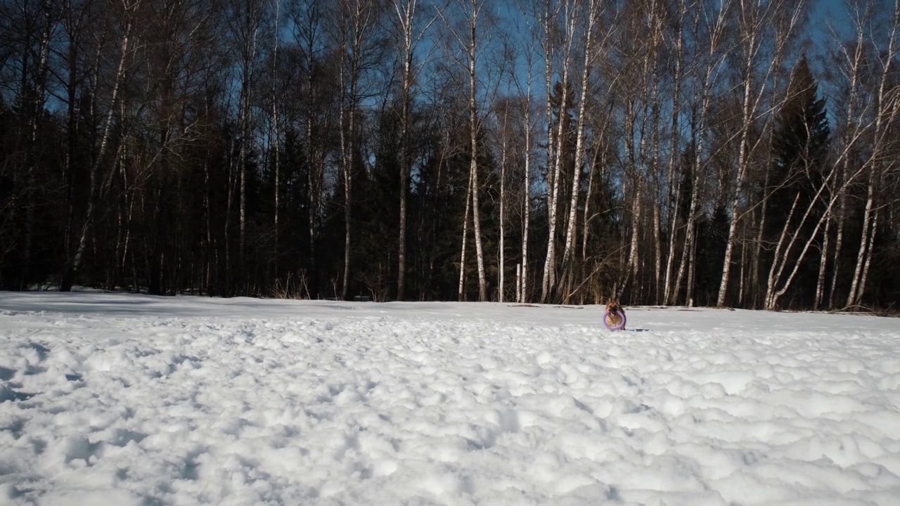 与宠物一起积极训练。黑色和红色的德国牧羊犬跑过雪地，用牙齿抓住蓝色的玩具环。视频下载