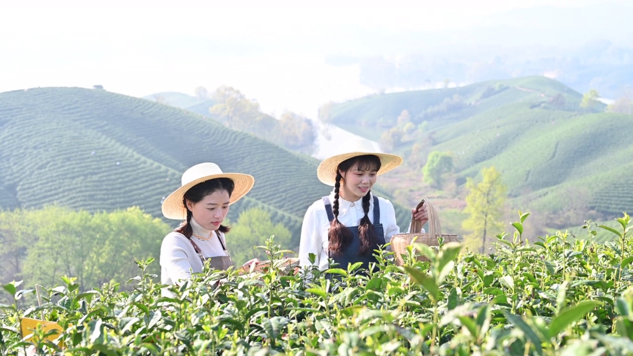 两个年轻的女人在茶园里采茶视频素材