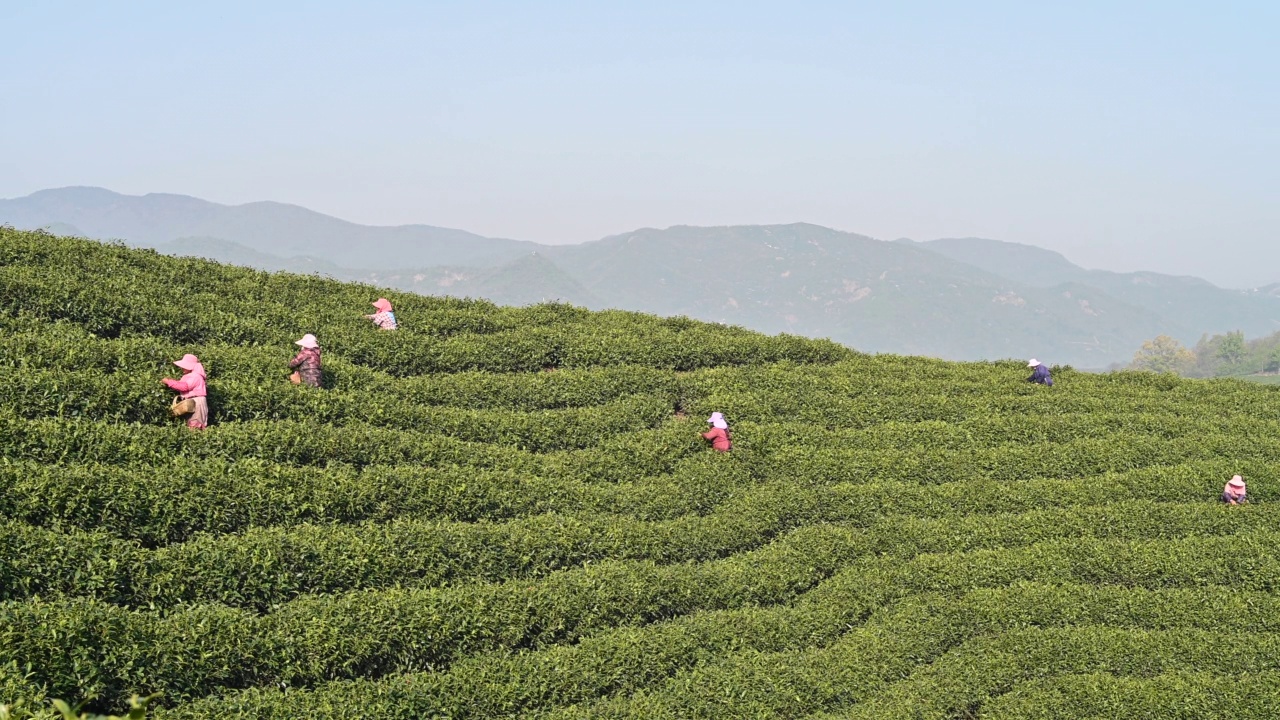 茶农在春茶园采茶的场景视频素材