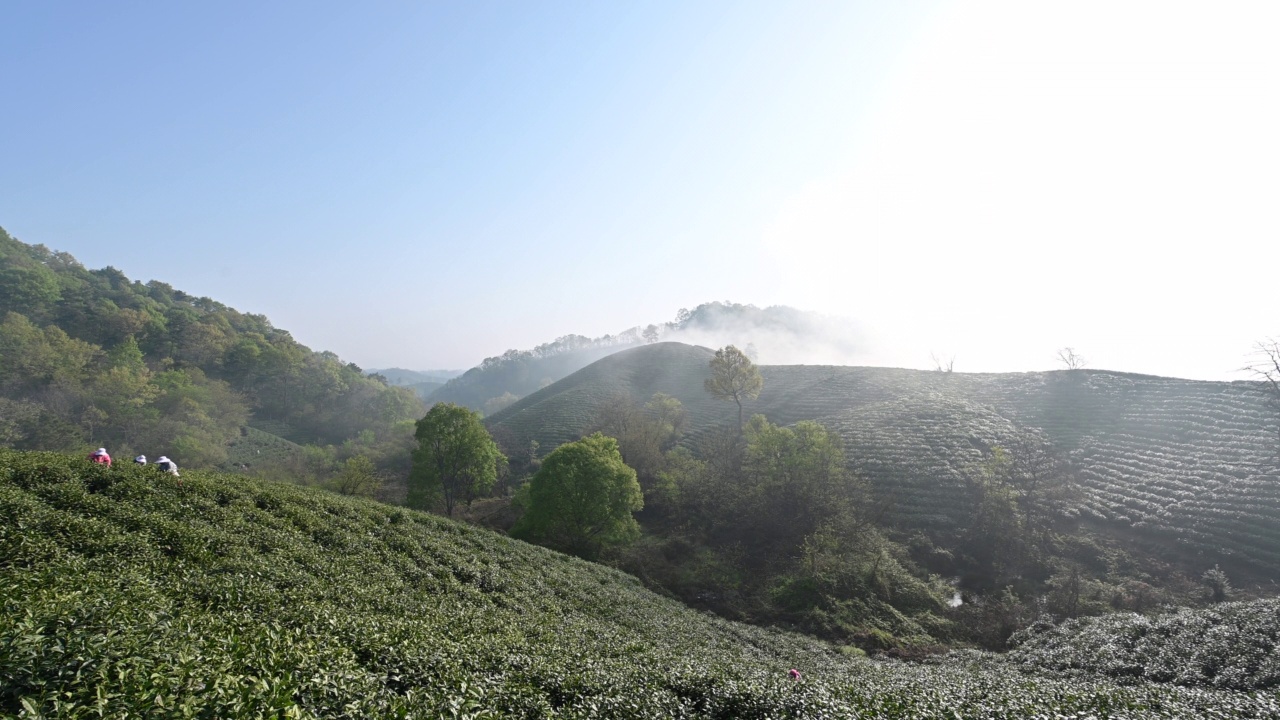 茶农在春茶园采茶的场景视频素材