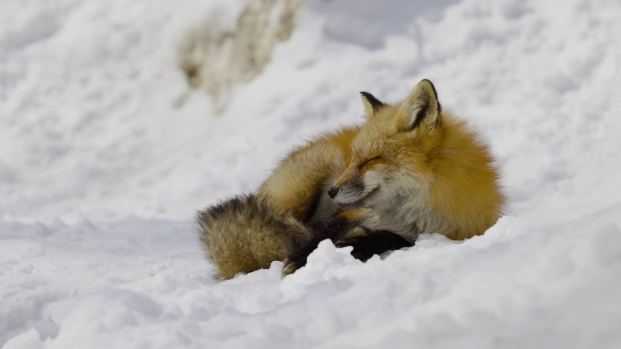 雪地里美丽的狐狸视频素材