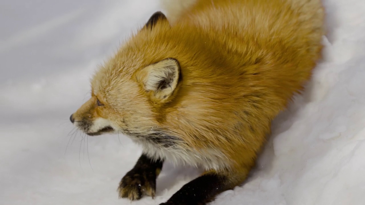 雪地里美丽的狐狸视频素材