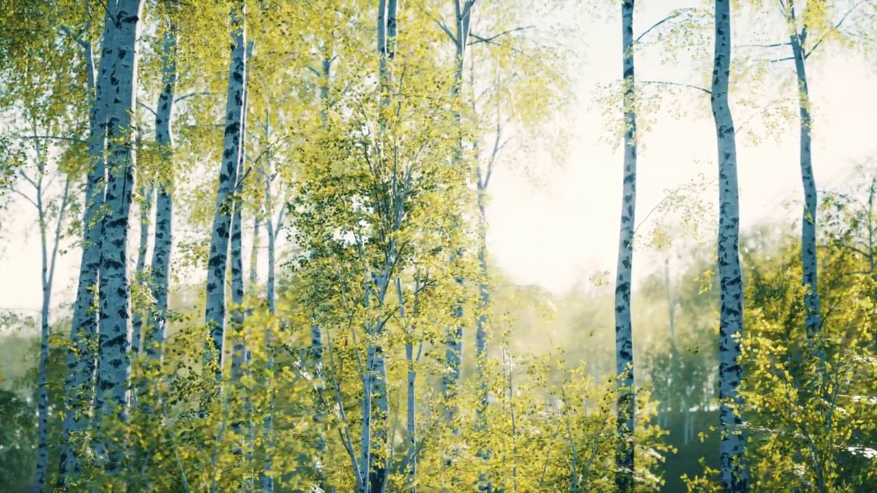 白桦树在夏天的森林里视频素材