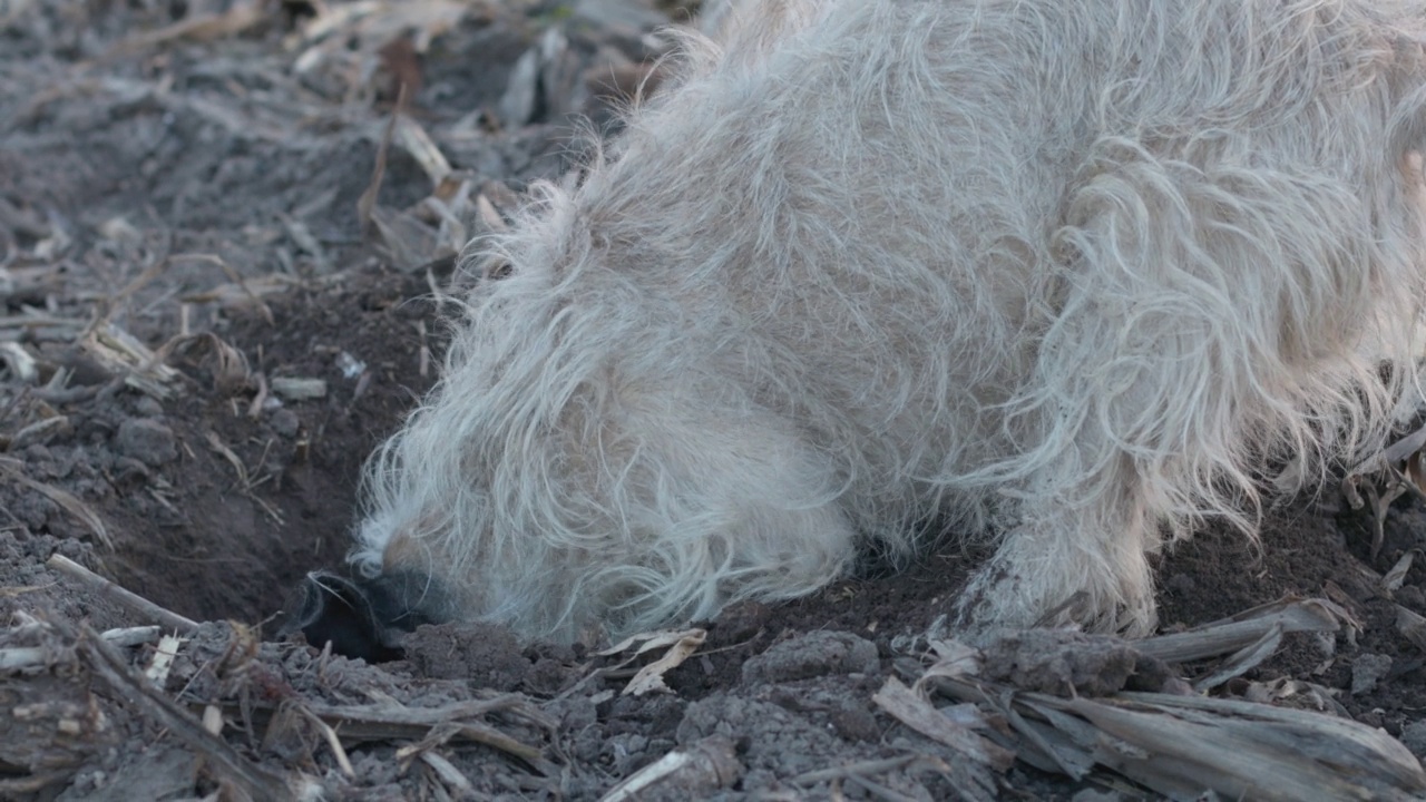 有同情心的狗在耕地上挖洞。视频下载