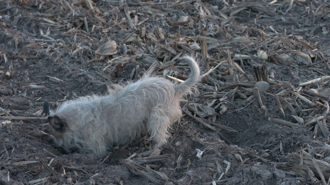 狗挖洞。长毛梗在田里挖地视频下载