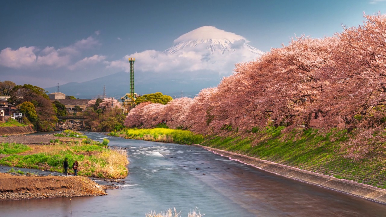日本富士山的春天风景和樱花盛开的河流视频素材