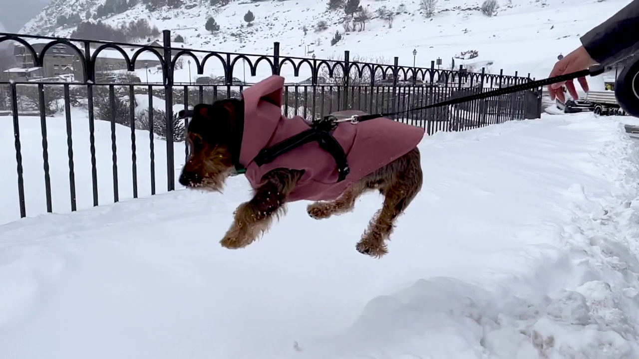 在一场暴风雪中，一只年轻的特克尔腊肠犬跳进了深深的雪地里。视频素材
