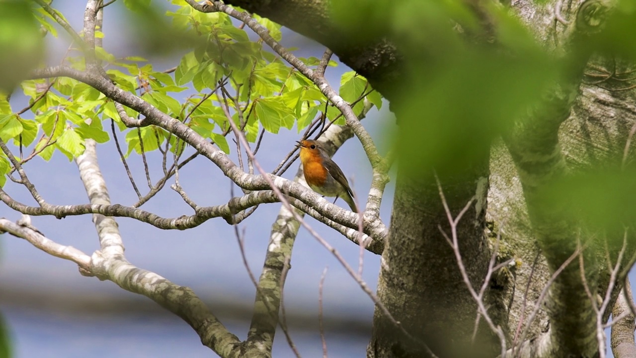 在山毛榉树枝上唱歌的欧洲知更鸟视频下载