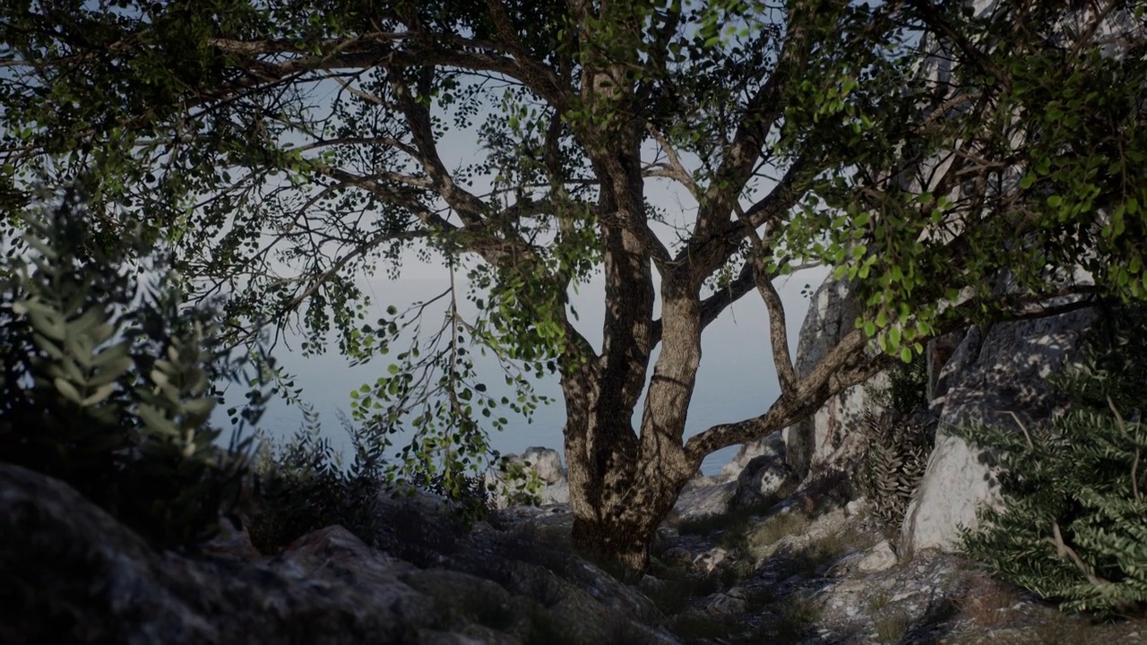 一棵大树长在山顶的岩石上视频素材