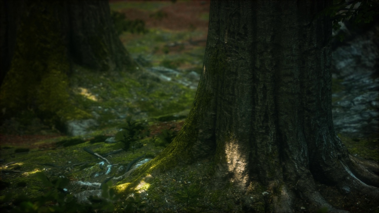 树根和阳光，在一片青苔的绿色森林里视频素材