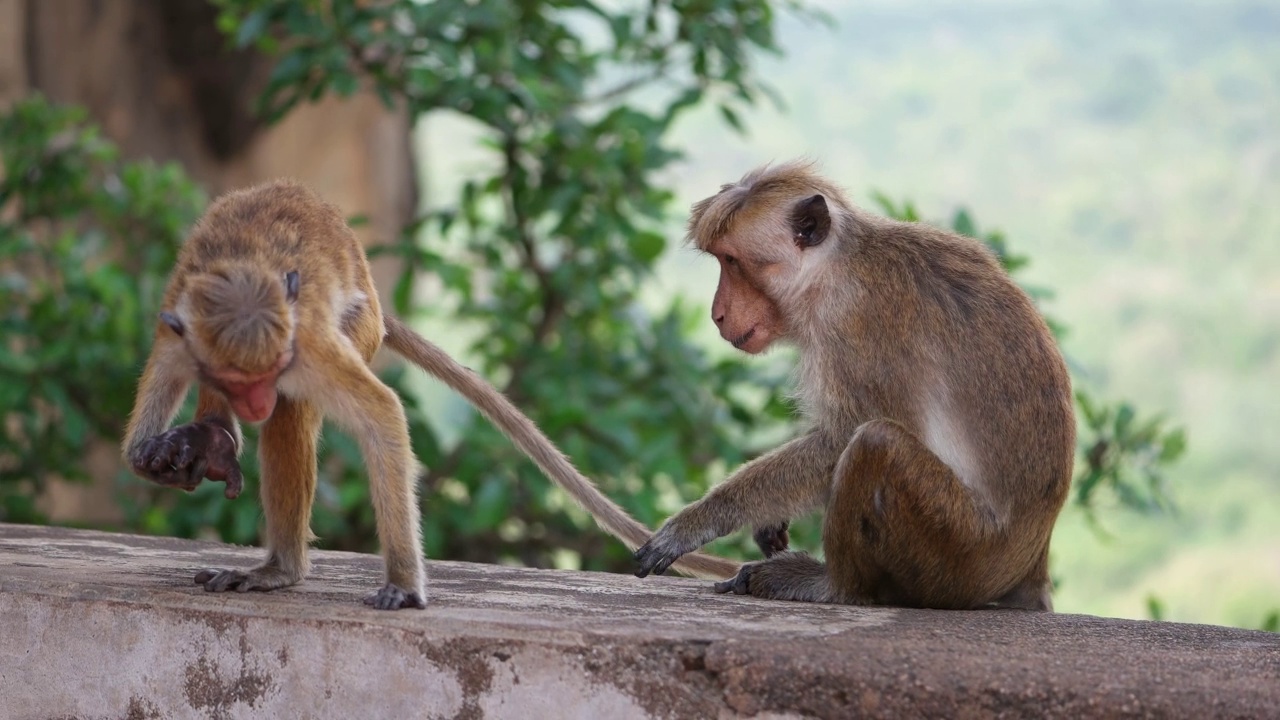 斯里兰卡的猴子视频下载