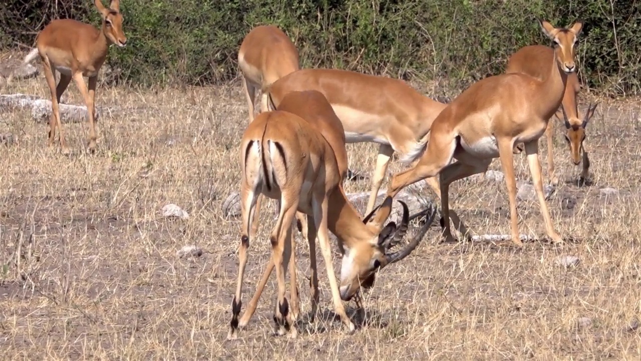 非洲，雄性黑斑羚猛击头部视频素材