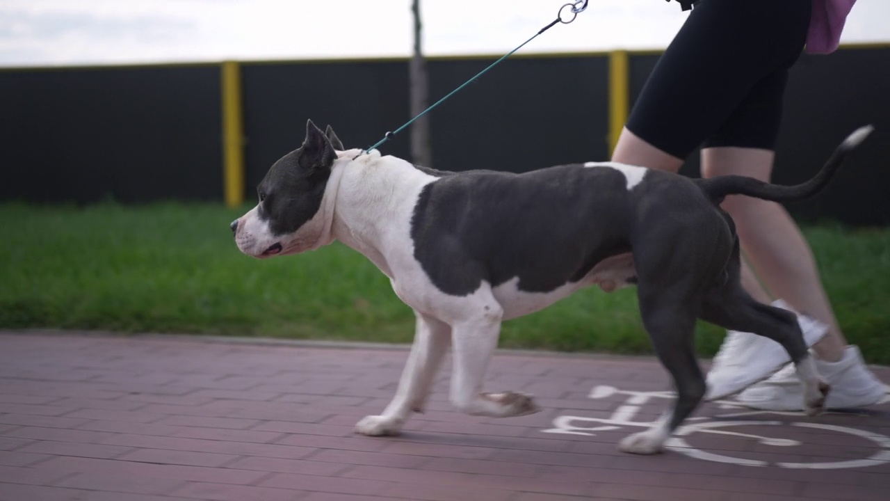 现场摄像机记录了美国斯塔福德郡梗犬在早上与一名陌生女子在户外奔跑。侧视图自信的狗慢跑与运动的主人在公园日出。视频下载