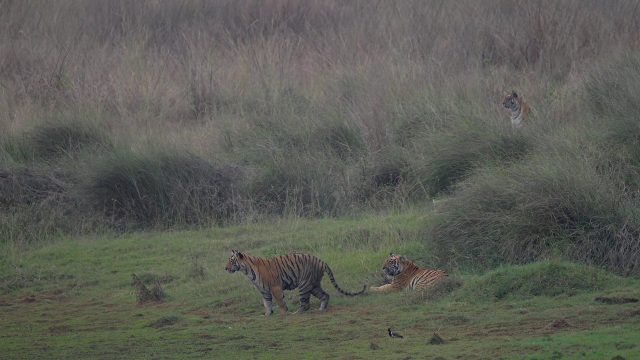 印度中部的草地上，几只虎崽正在放松视频素材
