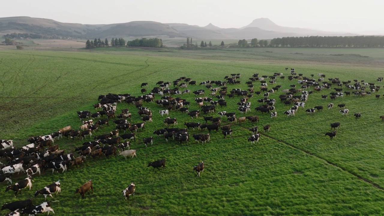 特写镜头空中摇摄，一大群埃尔郡奶牛在美丽的绿色牧场上行走。牲畜排放温室气体，导致气候变化视频下载