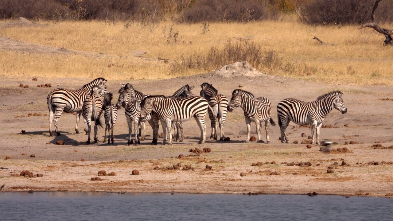 非洲，斑马群站在河边视频素材