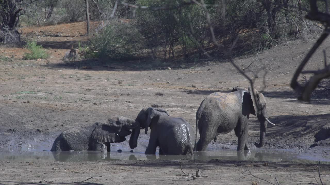 泥里的大象视频素材