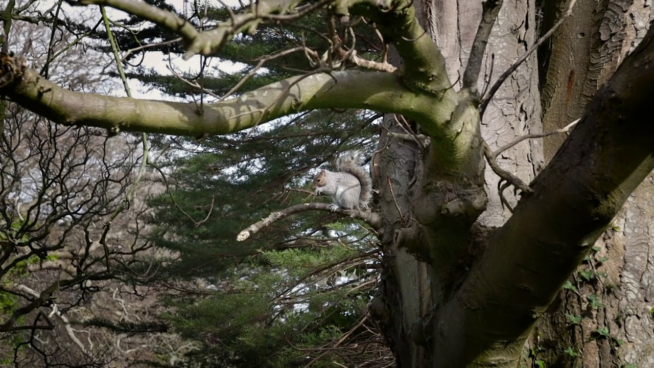 灰松鼠在树上吃橡子，都柏林郡视频素材