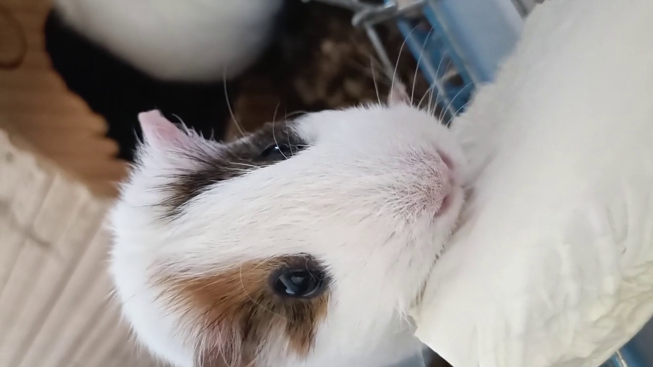 可爱的豚鼠在吃沙拉叶子视频下载