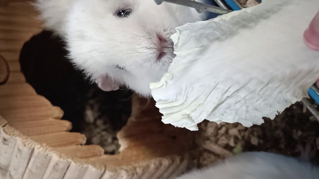 可爱的豚鼠在吃沙拉叶子视频下载