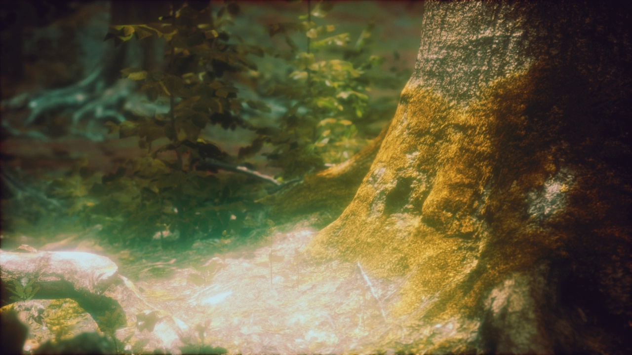 树根，阳光，一片绿色的森林视频素材
