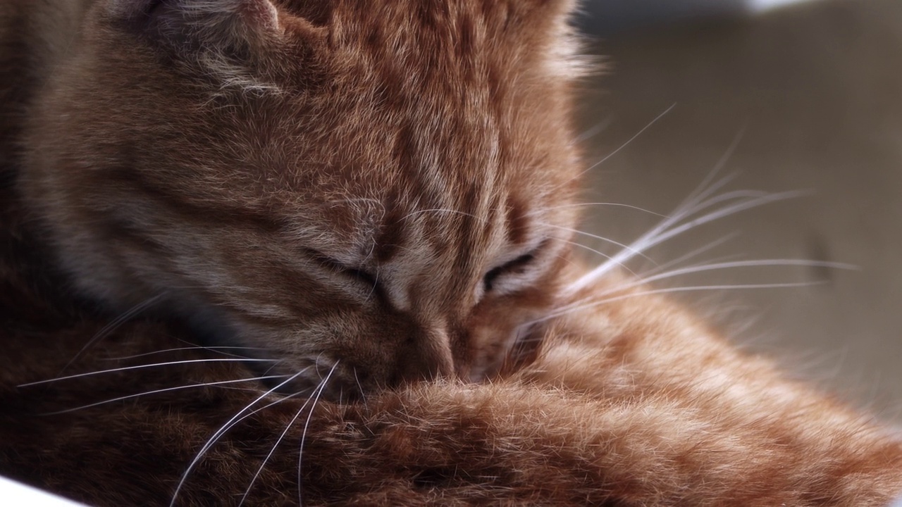 甜蜜的哺乳动物宠物猫视频素材