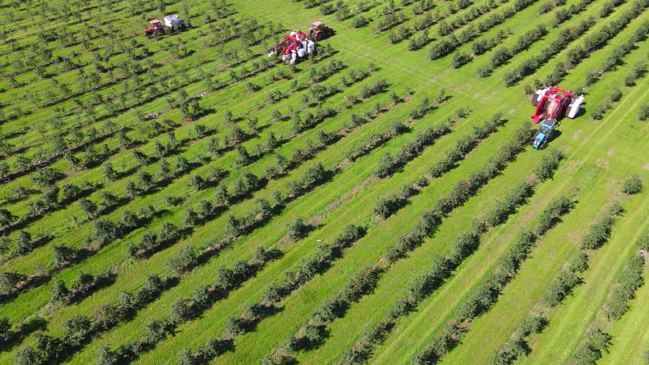 鸟瞰图农机在果园采摘樱桃视频下载