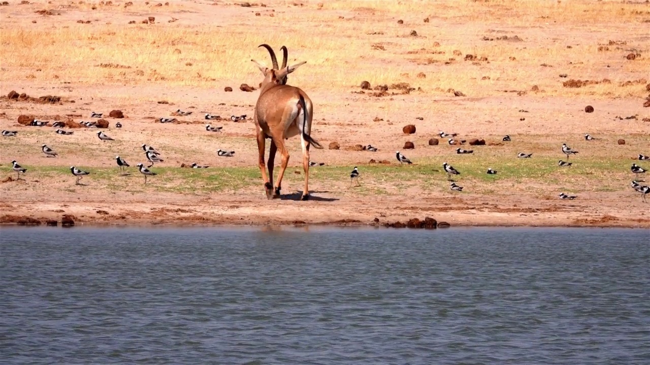 南非大羚羊靠近河流视频素材