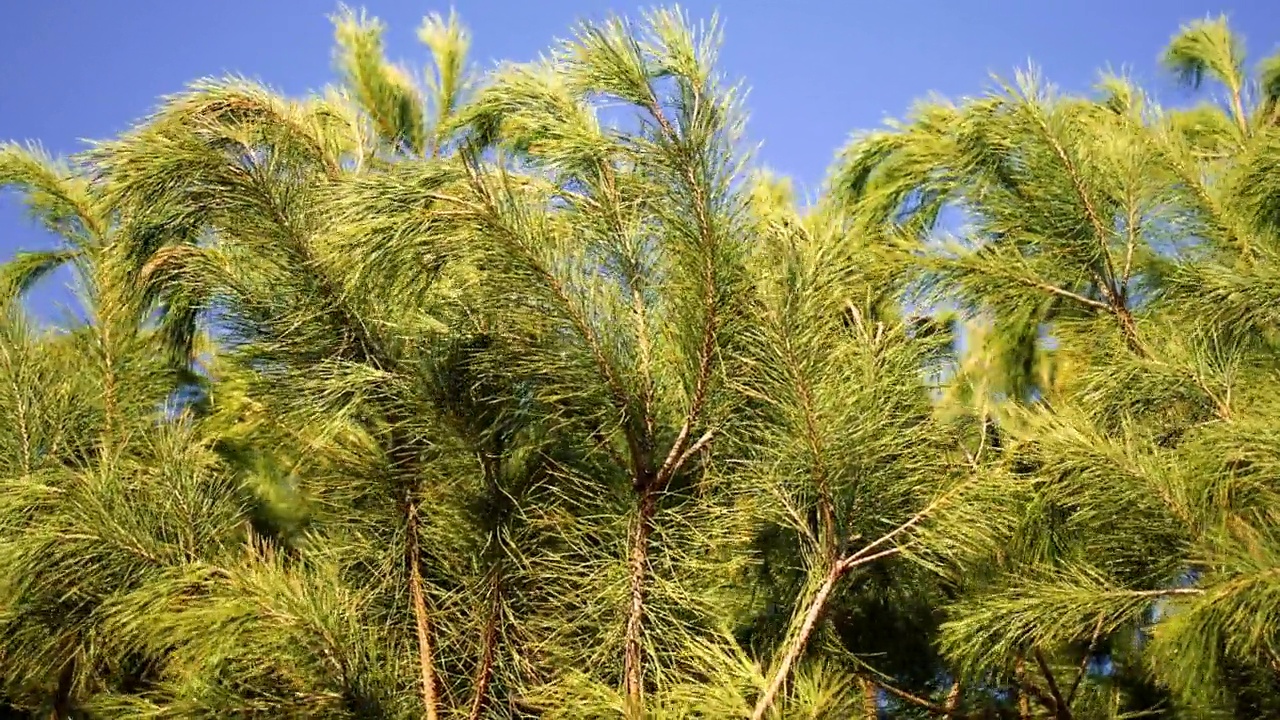 种植新森林，自然保护，松树，常绿树枝在阳光和风的日子视频素材