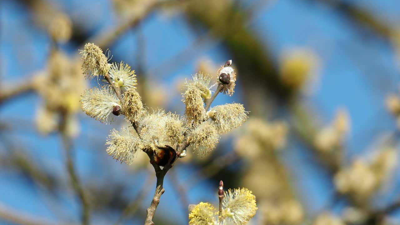 英国湖区安布尔赛德的小柳树和正在收集花粉的大黄蜂。视频素材