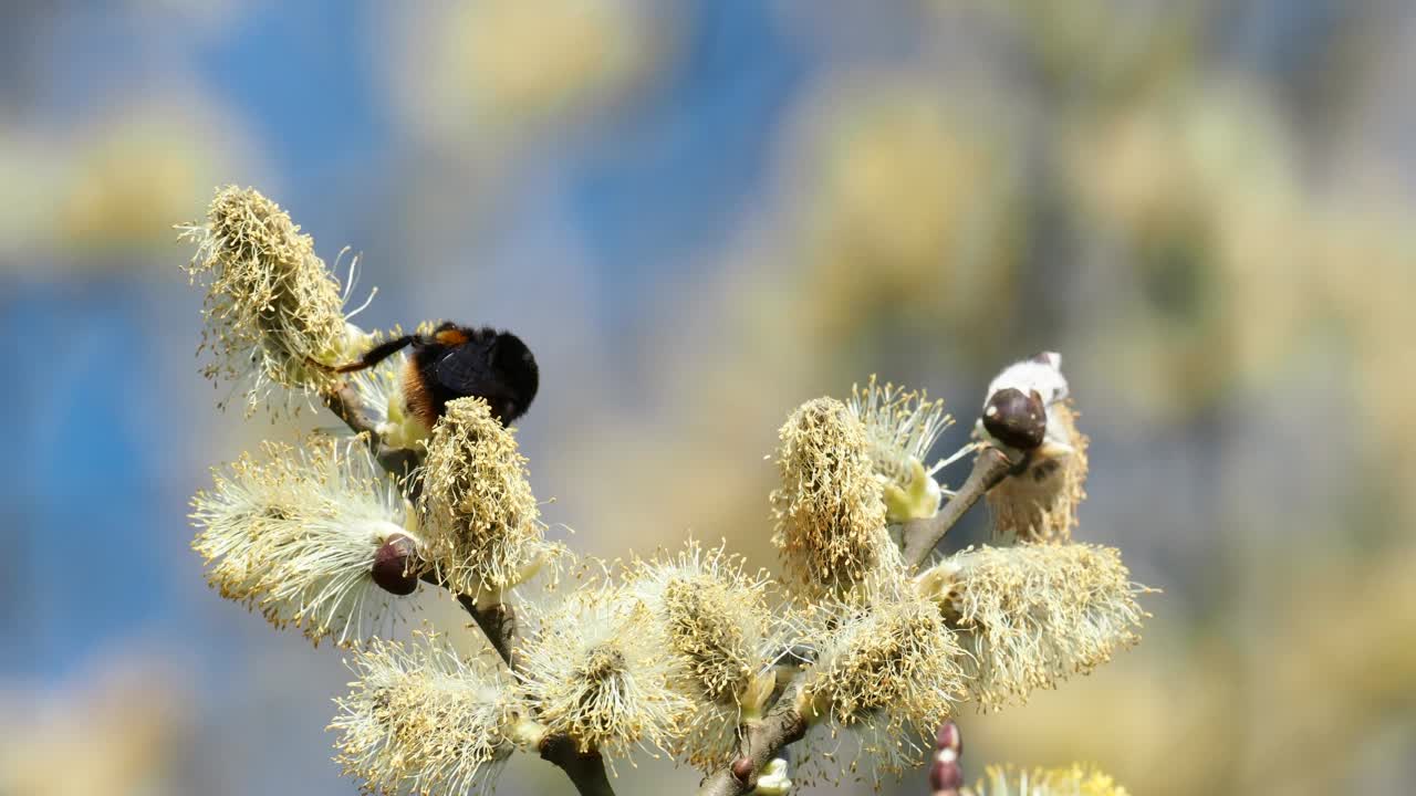 英国湖区安布尔赛德的小柳树和正在收集花粉的大黄蜂。视频素材