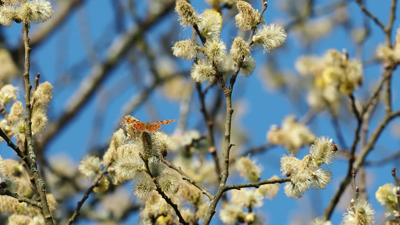 猫咪柳树在安布尔赛德，湖区，英国逗号蝴蝶，Polygonia c专辑视频素材
