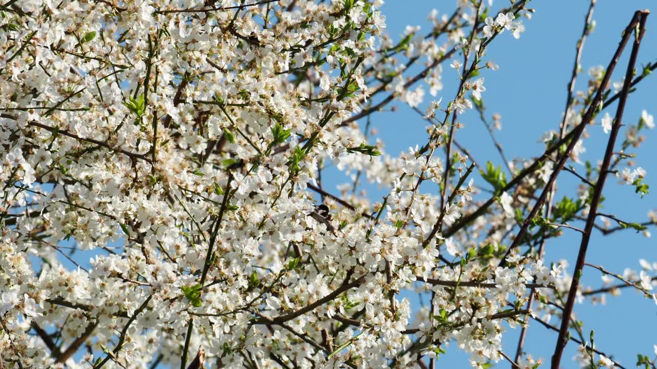 在英国湖区安布尔赛德，大黄蜂正在为一棵开花的树授粉。视频素材