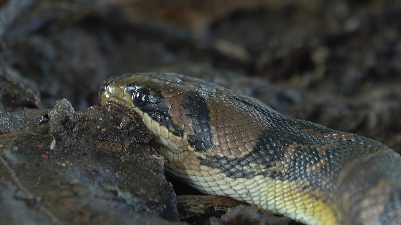 蛇的头视频素材