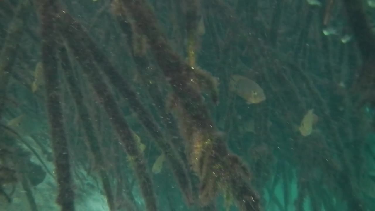 红树林、鱼、加勒比海视频素材