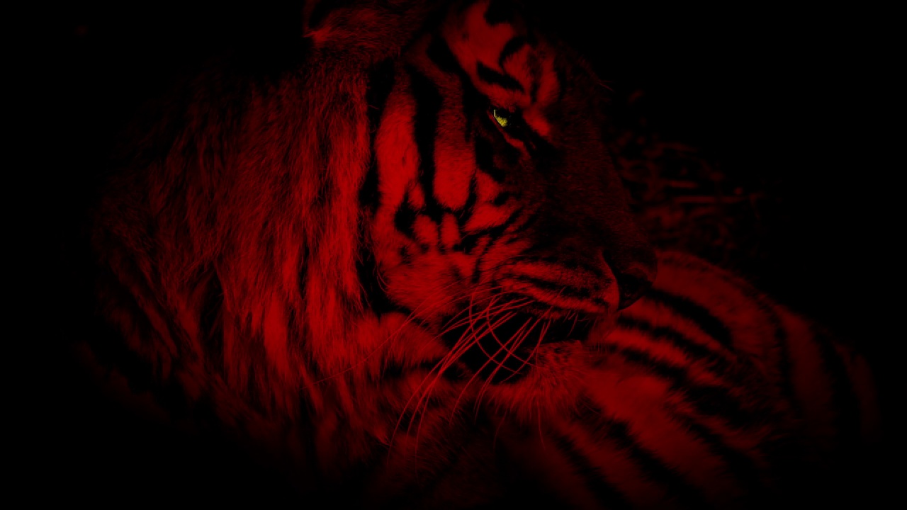 丛林里红色的老虎，黄色的眼睛在发光视频下载