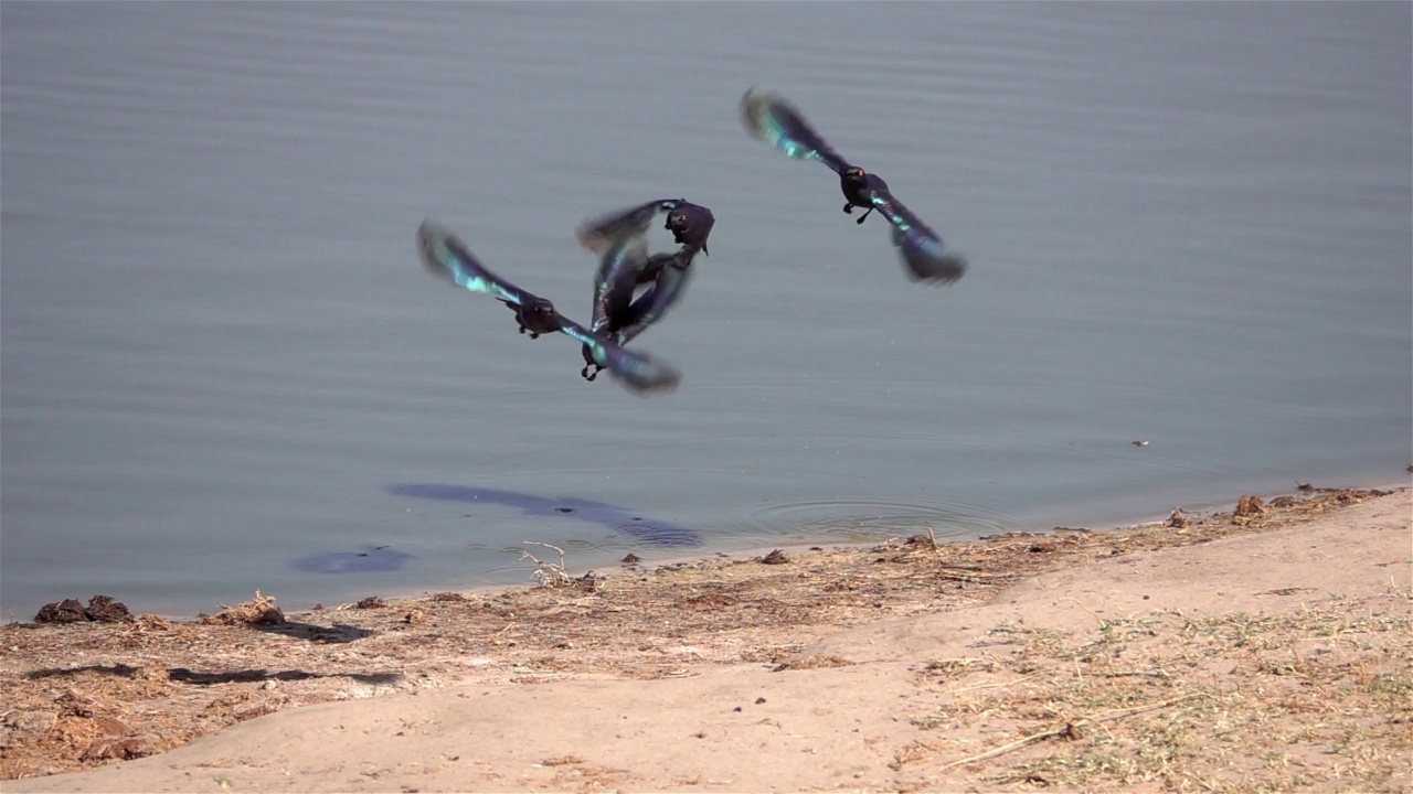 一群飞离河岸的星角鸥视频素材