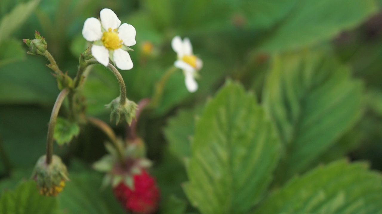 花园里的一丛野草莓。花朵，叶子和成熟的草莓的特写视频素材