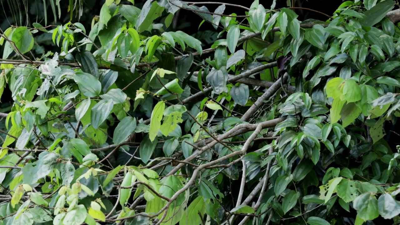 饲养野生卷尾猴:巴拿马视频素材