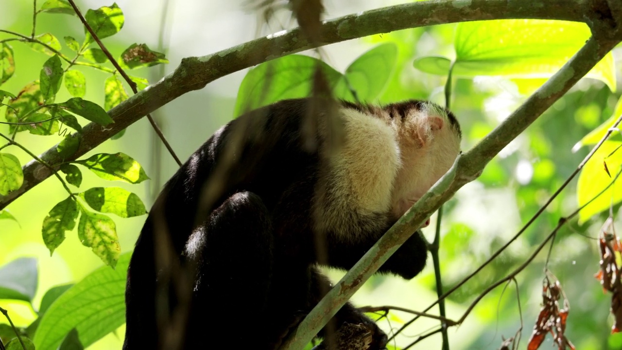 饲养野生卷尾猴:巴拿马视频素材