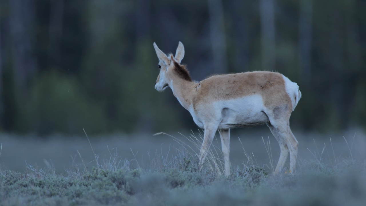 叉角羚，羚羊，黄石国家公园，怀俄明州视频素材