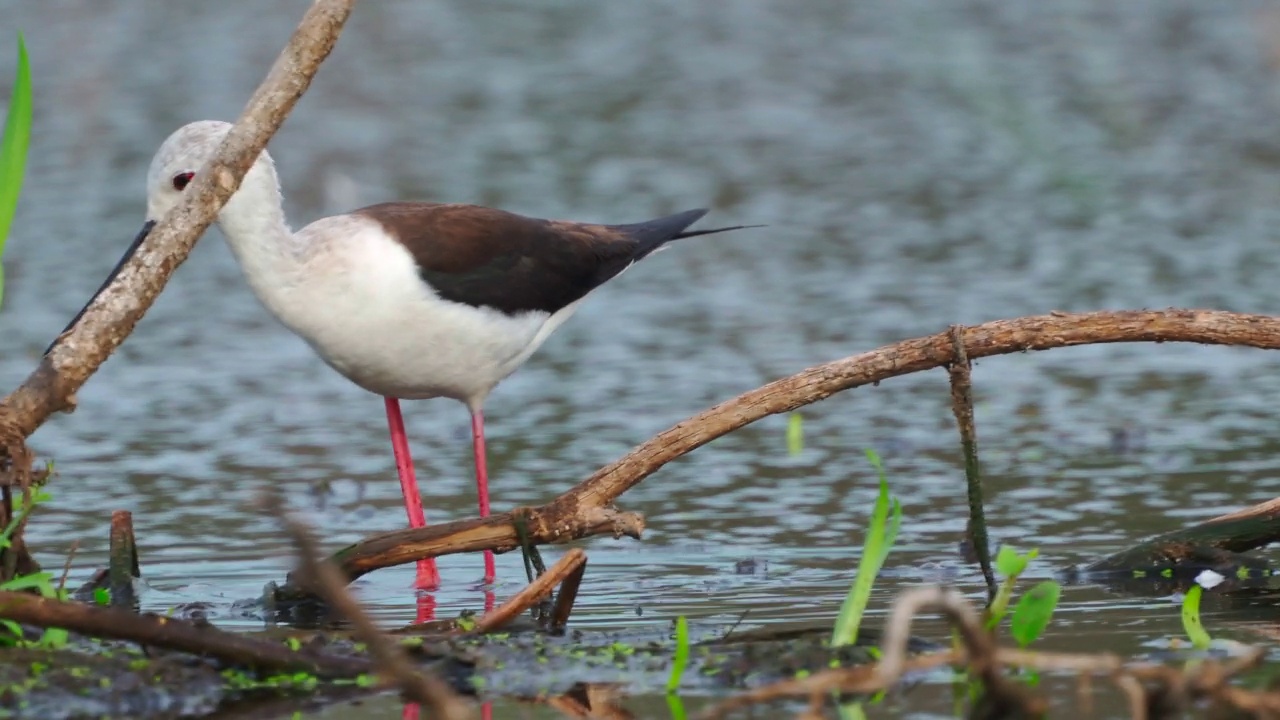鹬鸟——黑翅高跷(Himantopus Himantopus)在一个初夏的早晨穿过沼泽寻找食物并吃掉它。视频素材