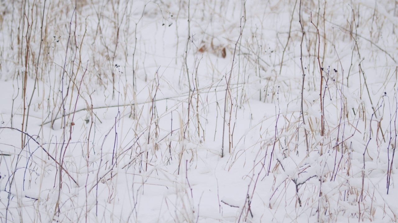 被雪覆盖的干草。野草丛生，大地被雪覆盖视频素材