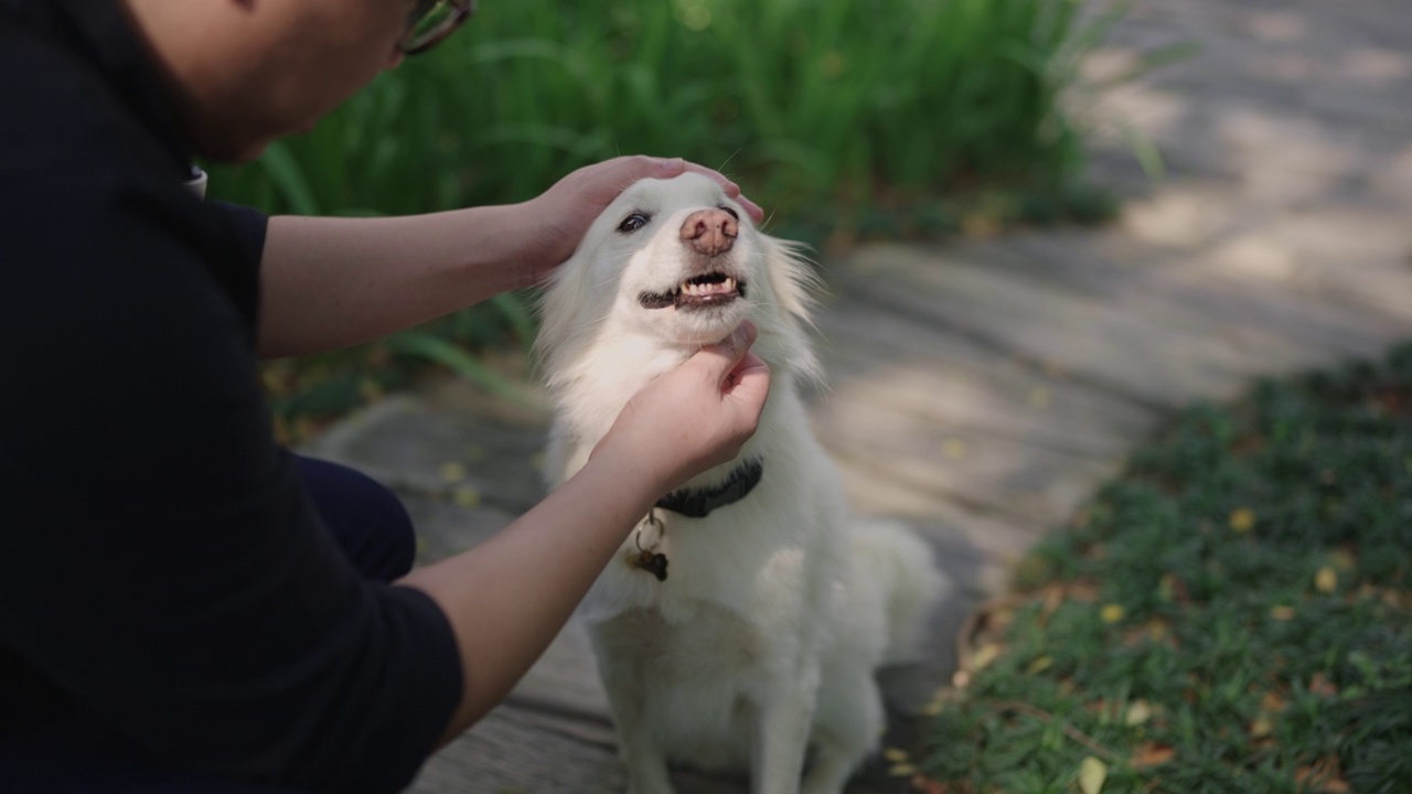 一名亚洲男子深情地抚摸着他的白狗。视频下载