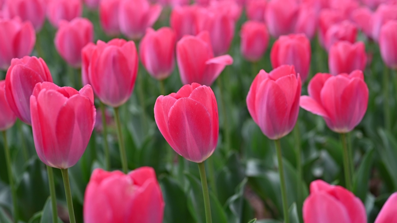 粉红色的郁金香在春天的花园里迎风摇曳视频素材