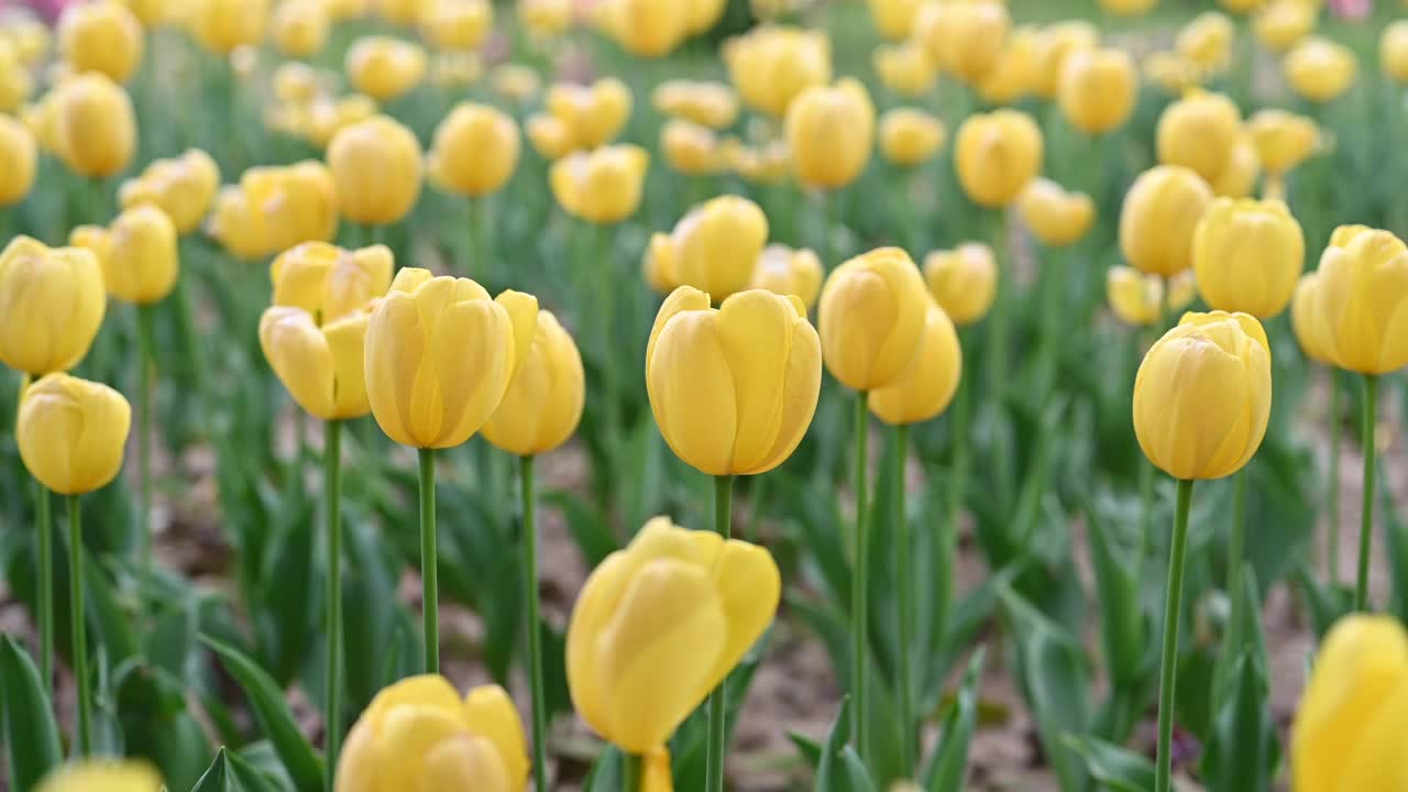 春天花园里黄色的郁金香在风中摇曳视频素材